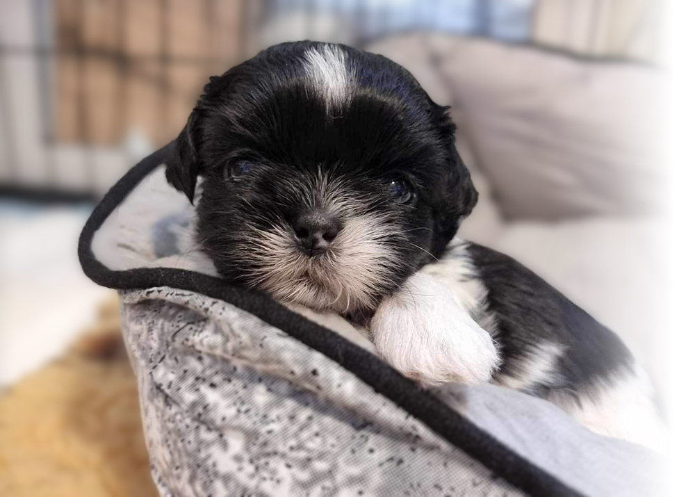 Lillie-Bebis